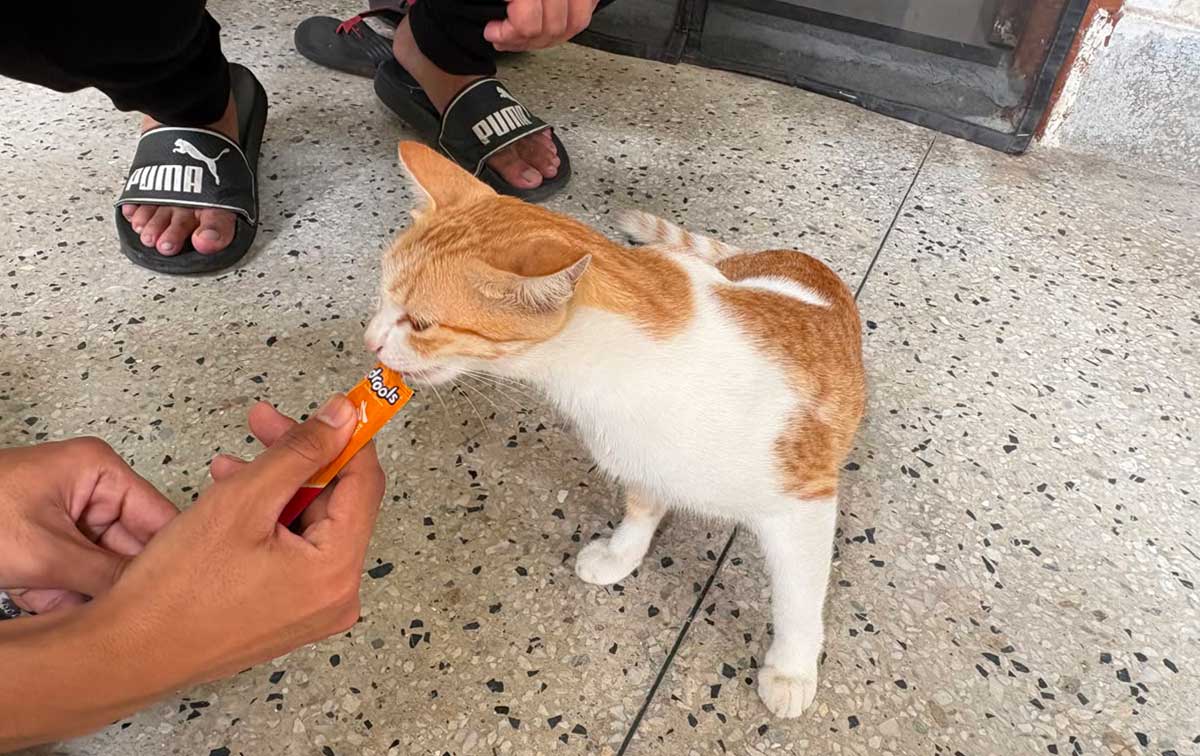 PetPals